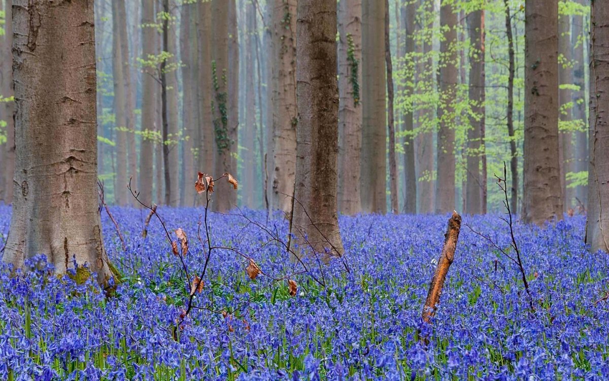 Весенняя природа в лесу