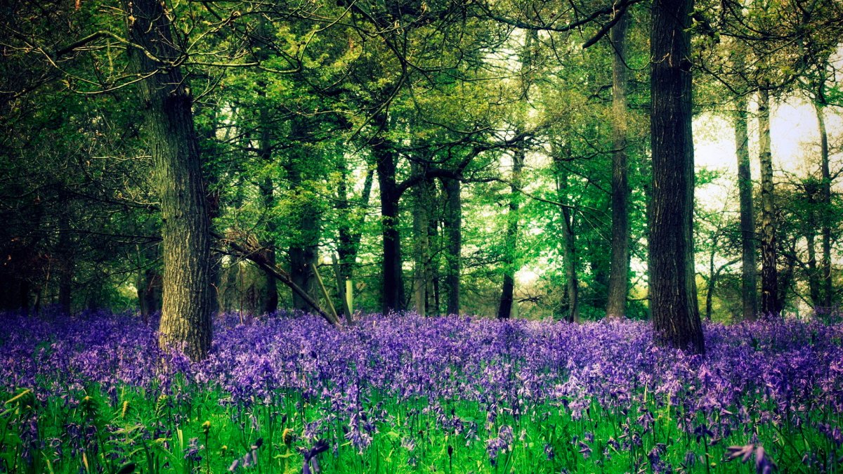 Красивая Поляна с деревом