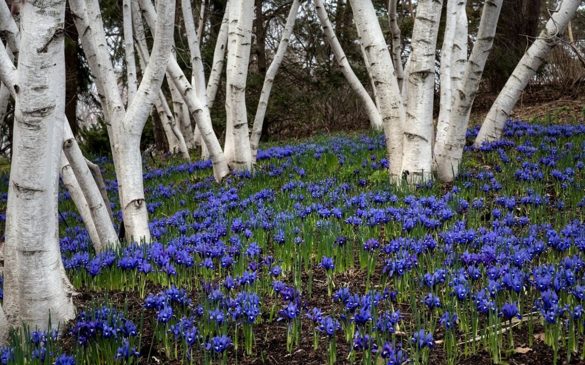 Цветы в лесу весной
