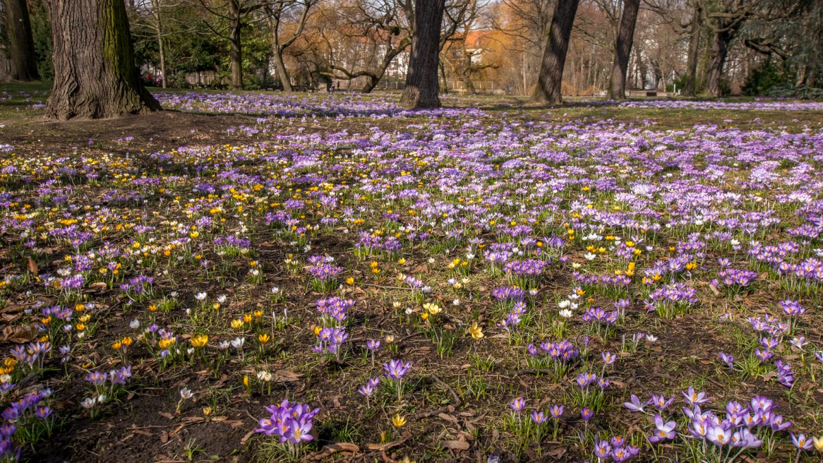 Луг ранней весной