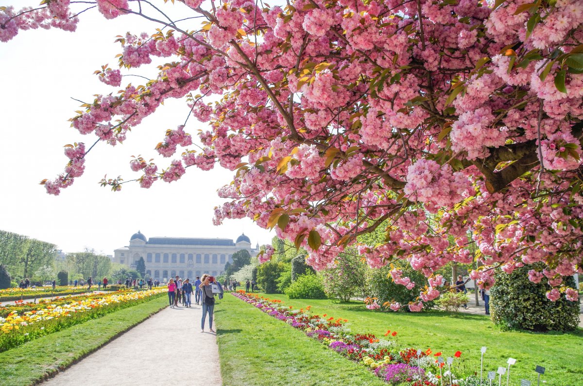 Растения в Париже