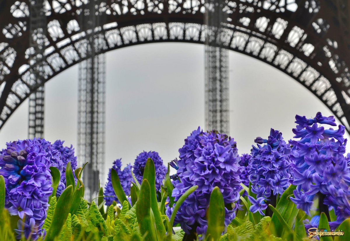 Французские весенние цветы