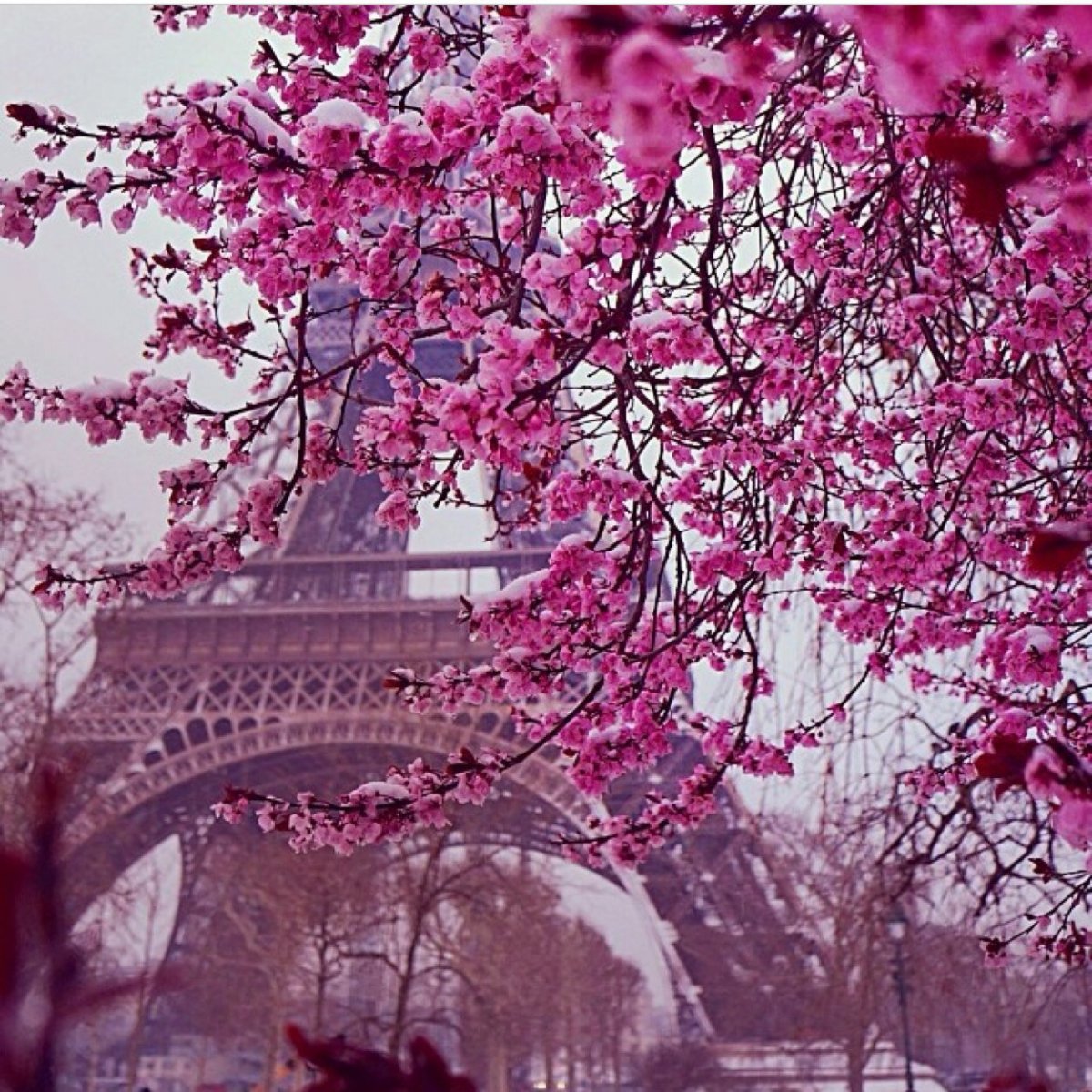 Париж весной Сакура