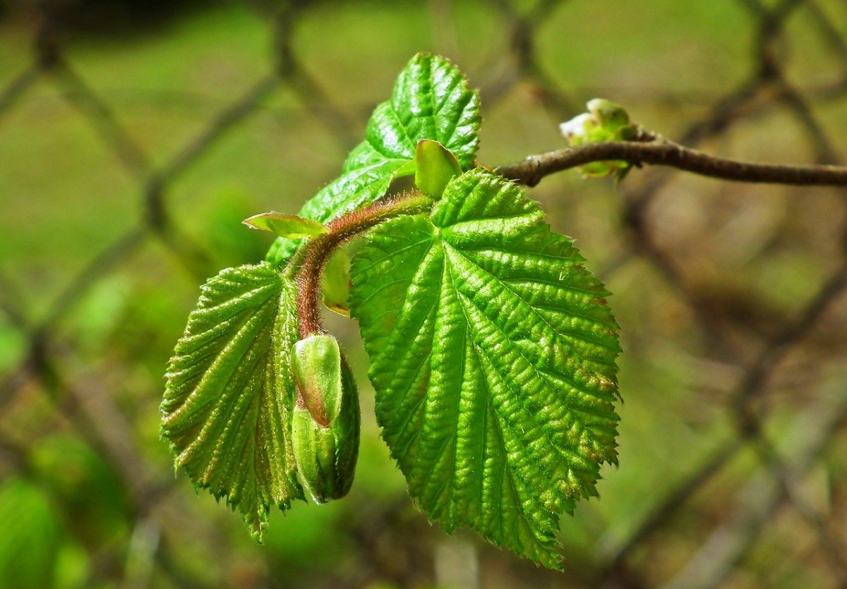 Ветка орешника