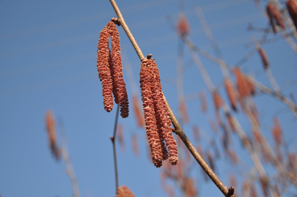 Сережки фундука