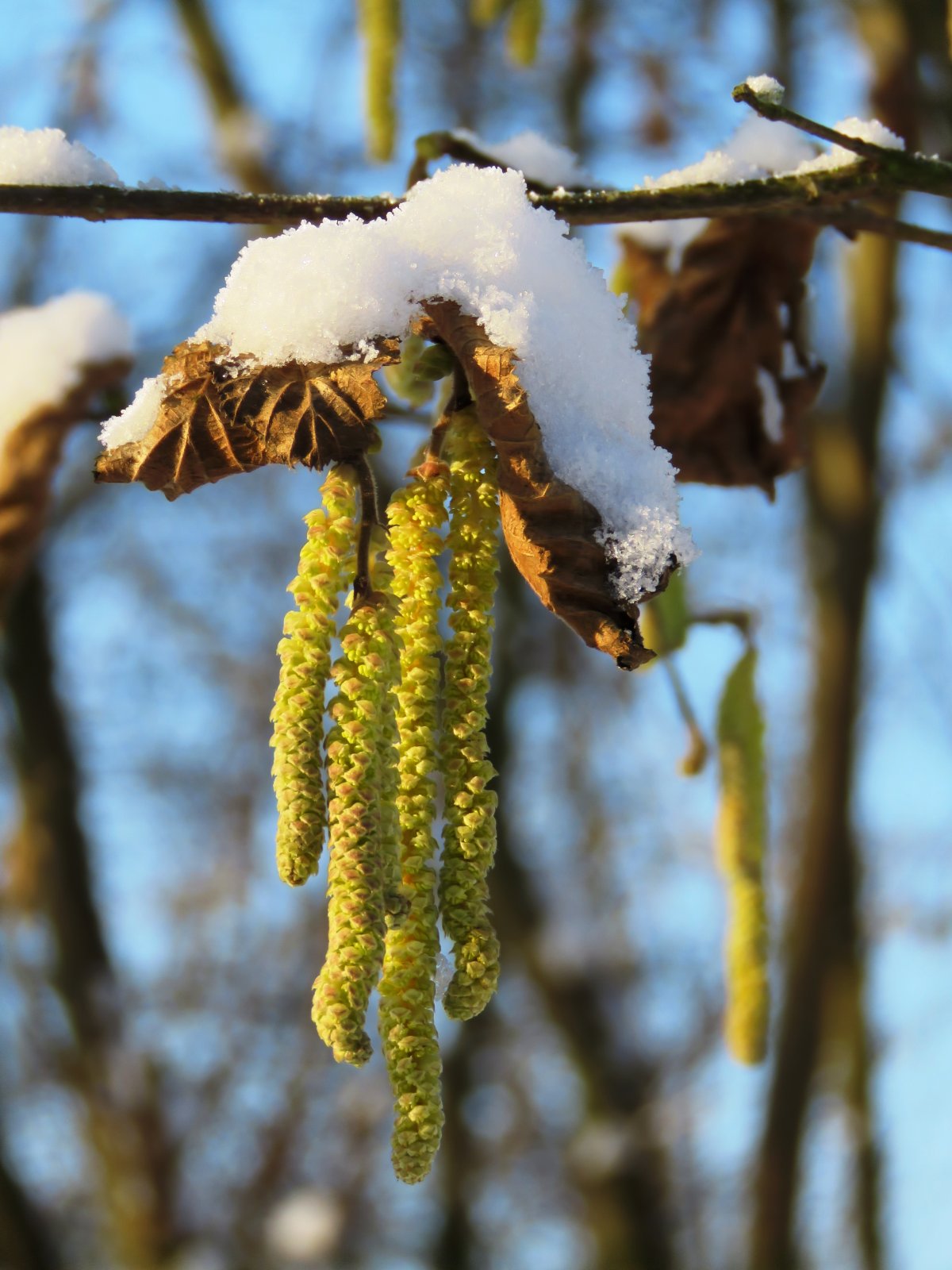 Лещина обыкновенная сережки