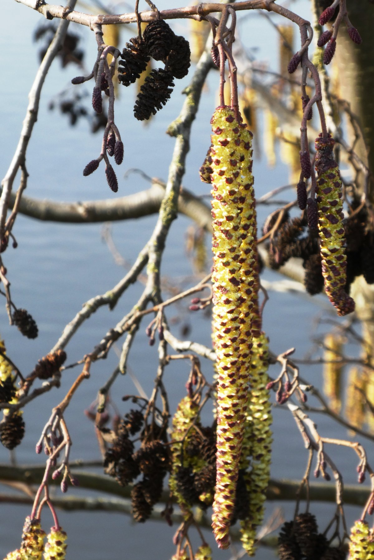 Береза ольха лещина