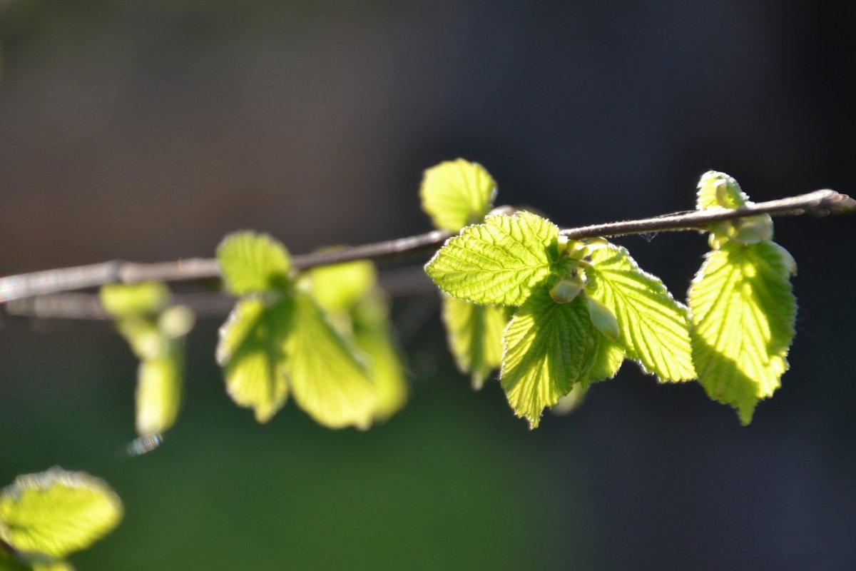 Пыльца орешника