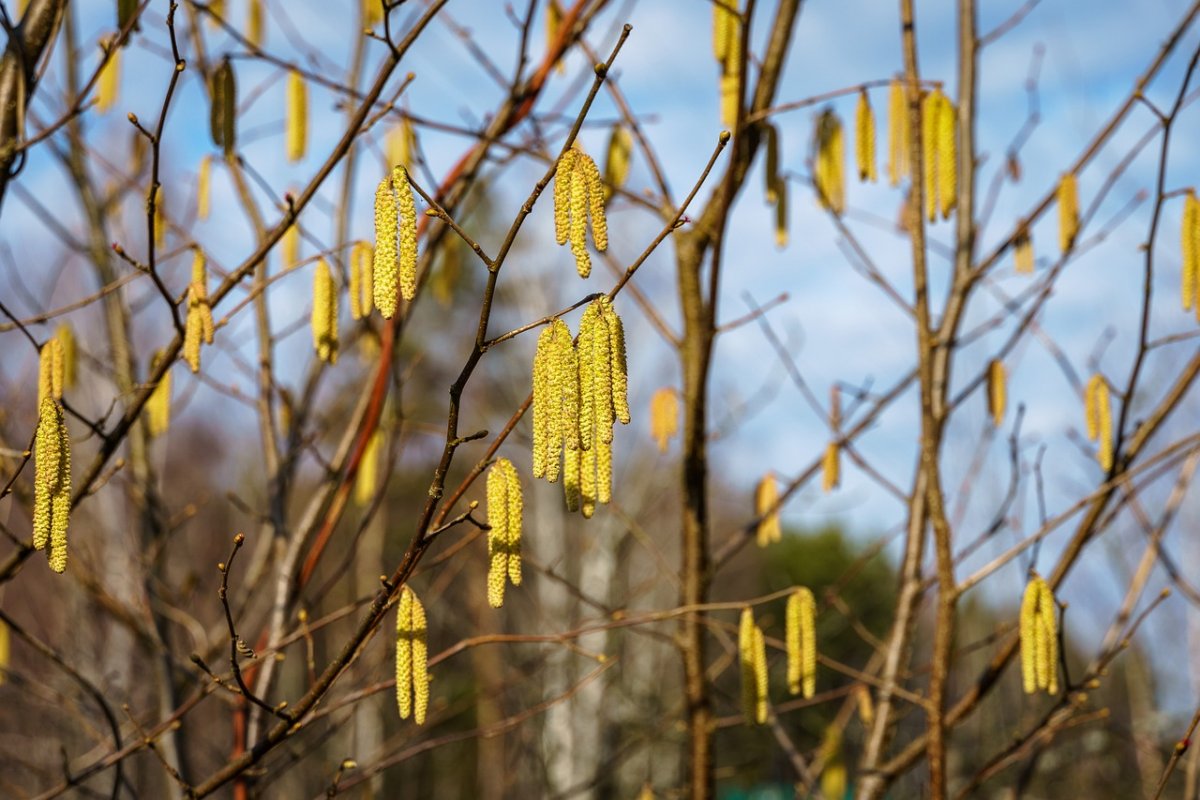Ветка орешника зимой