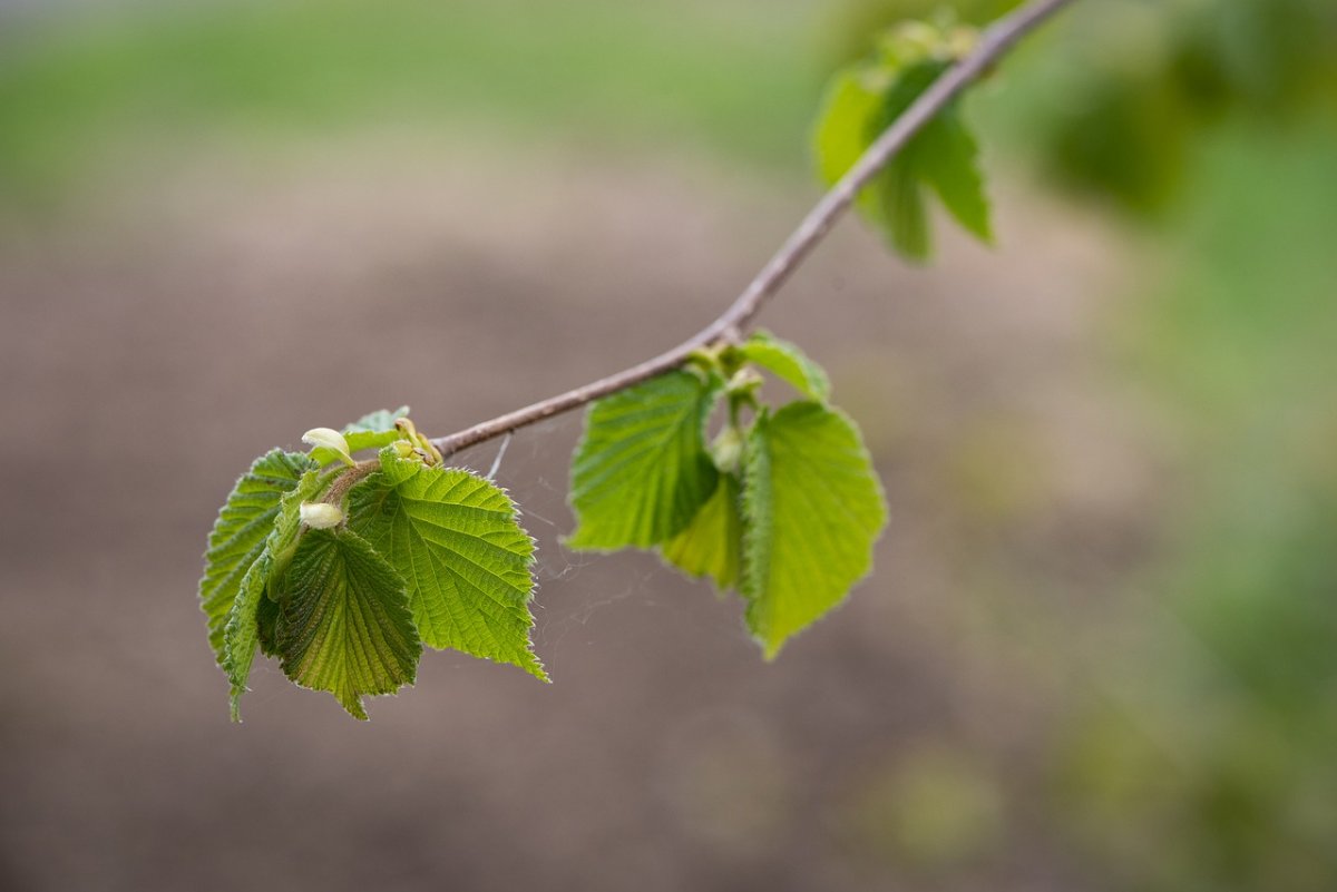 Пыльца растений и деревьев
