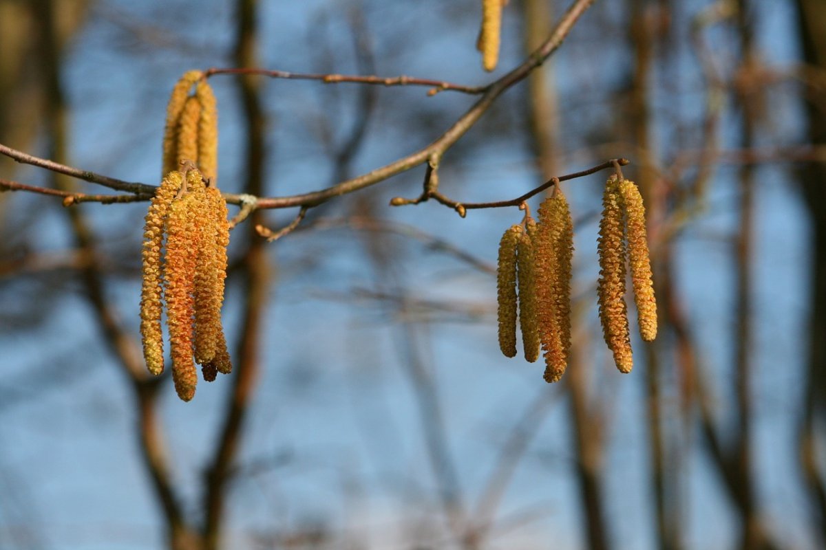 Лещина обыкновенная соцветие