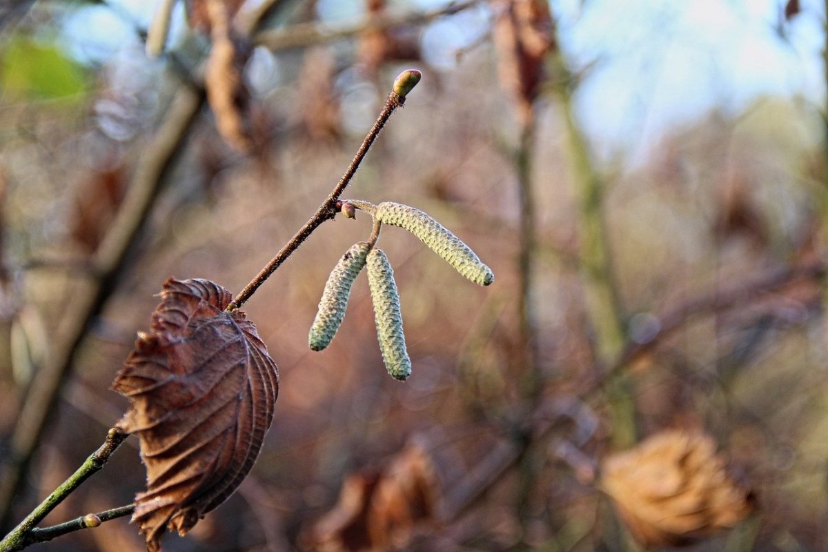 Опавший орешник