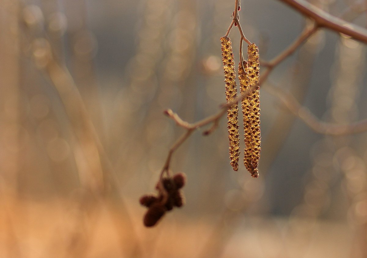 Лещина обыкновенная цветение