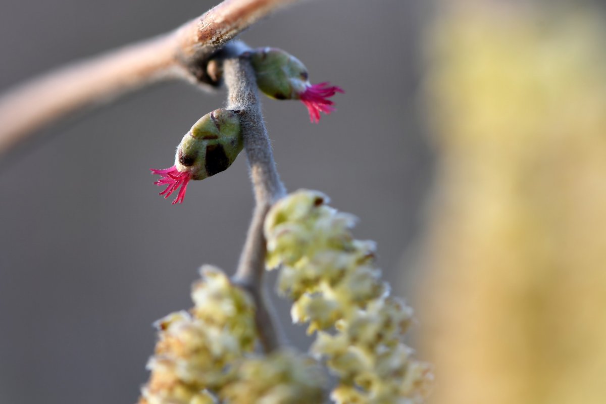 Орешник пыльца т4