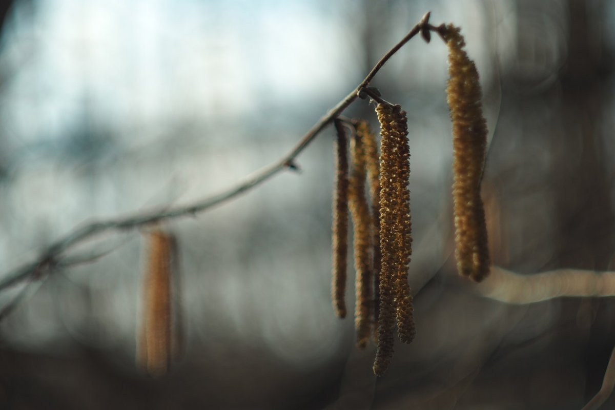 Первые листья на деревьях