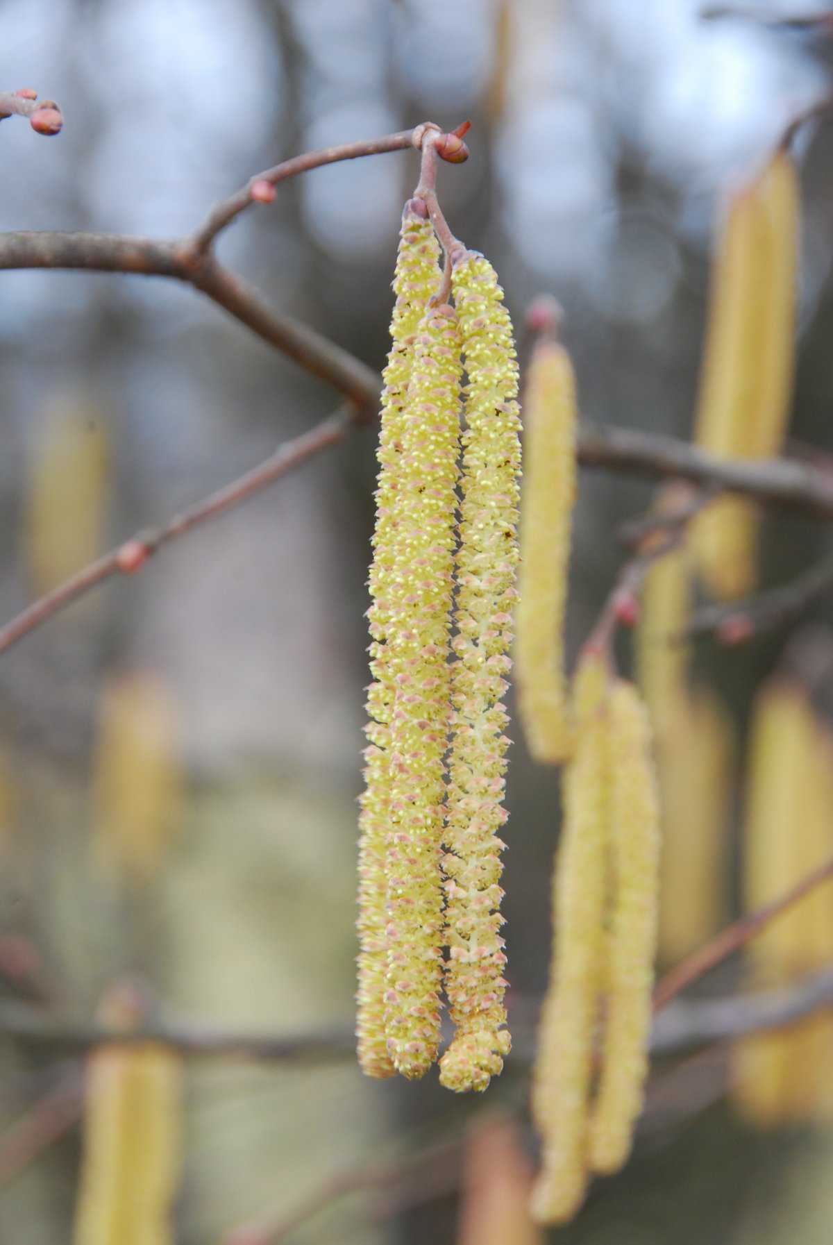 Лещина обыкновенная орешник цветок