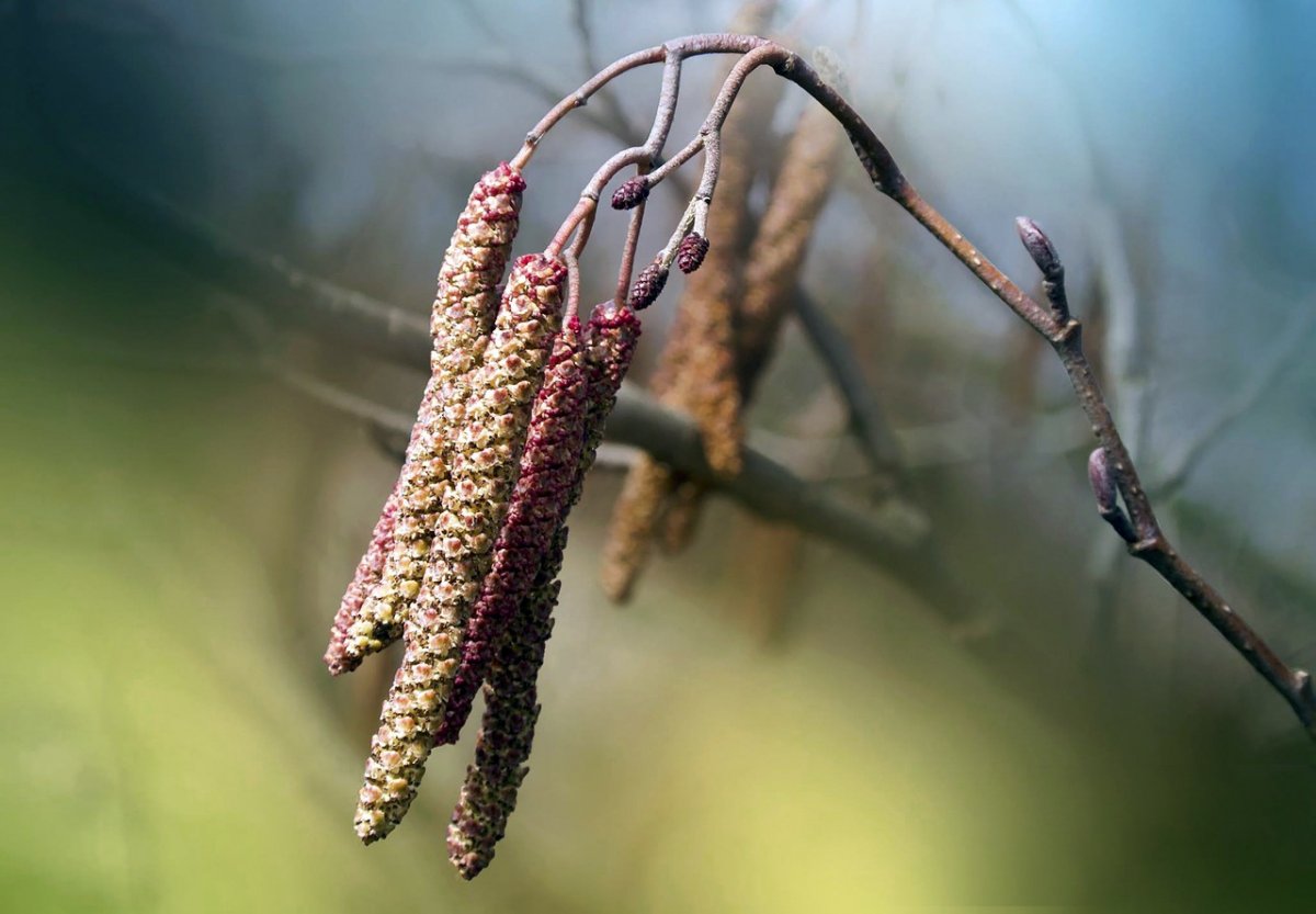 Шишки орешника