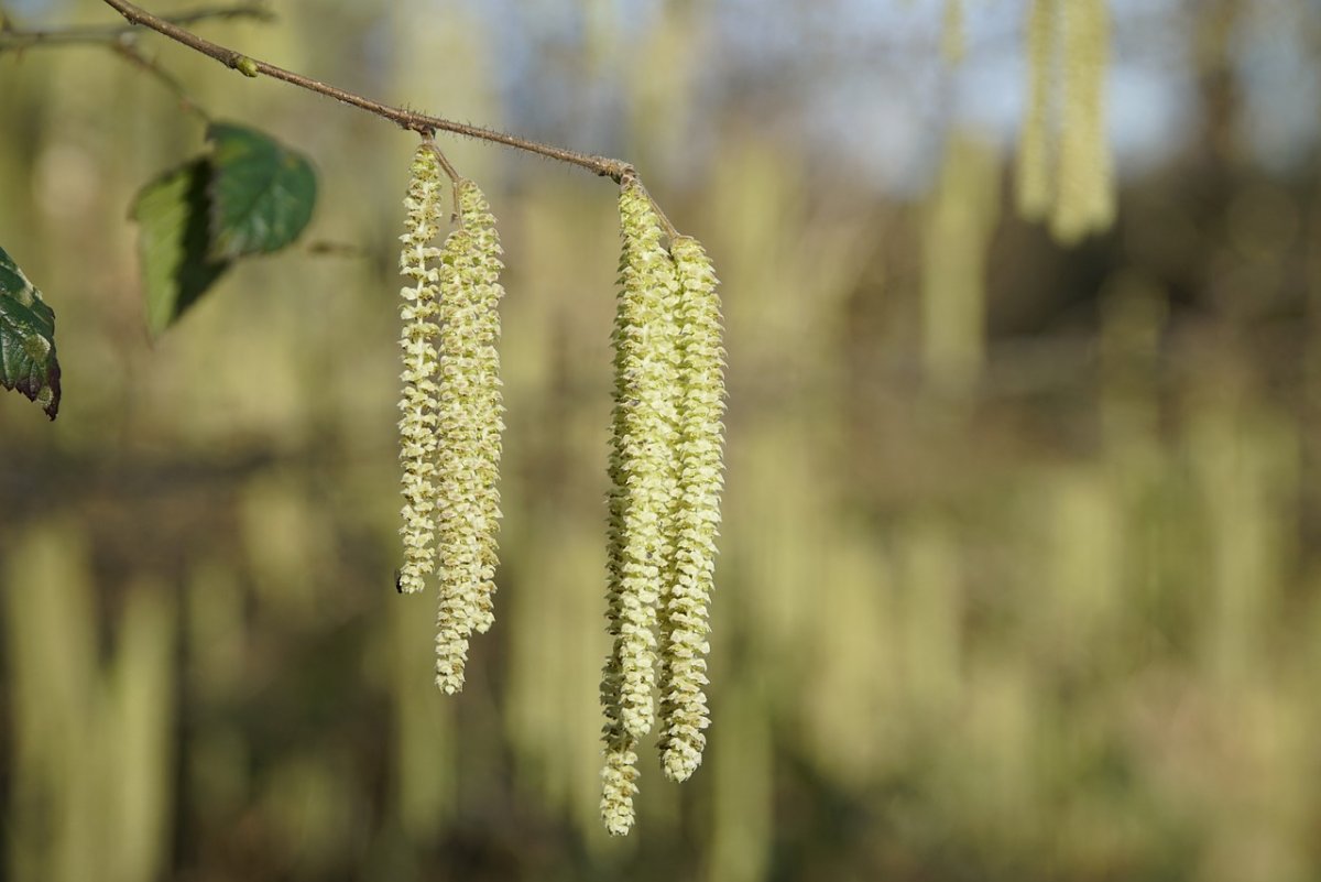 Утро весны орешник