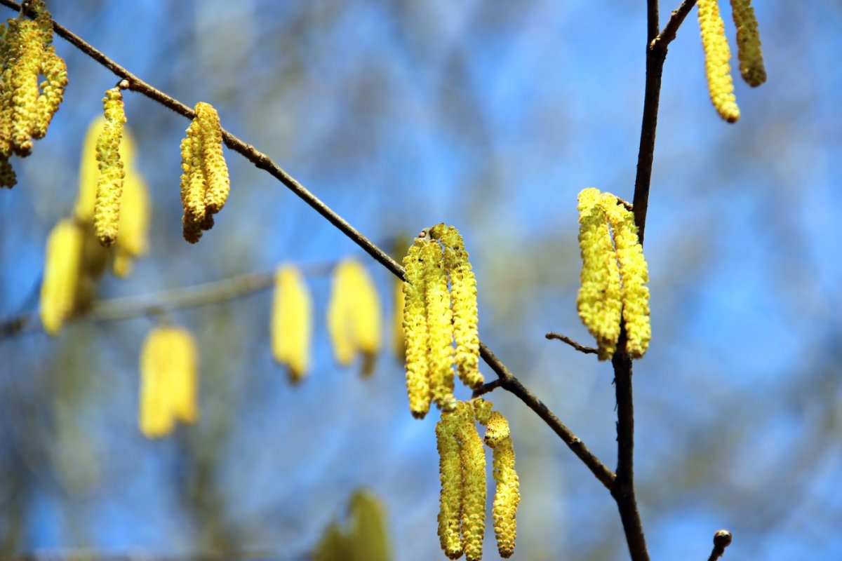 Ольха пушистая цветение