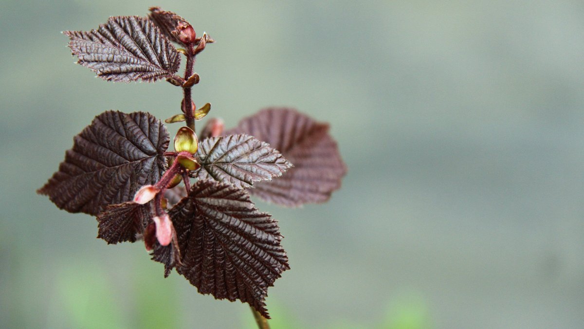 Сережки ивы