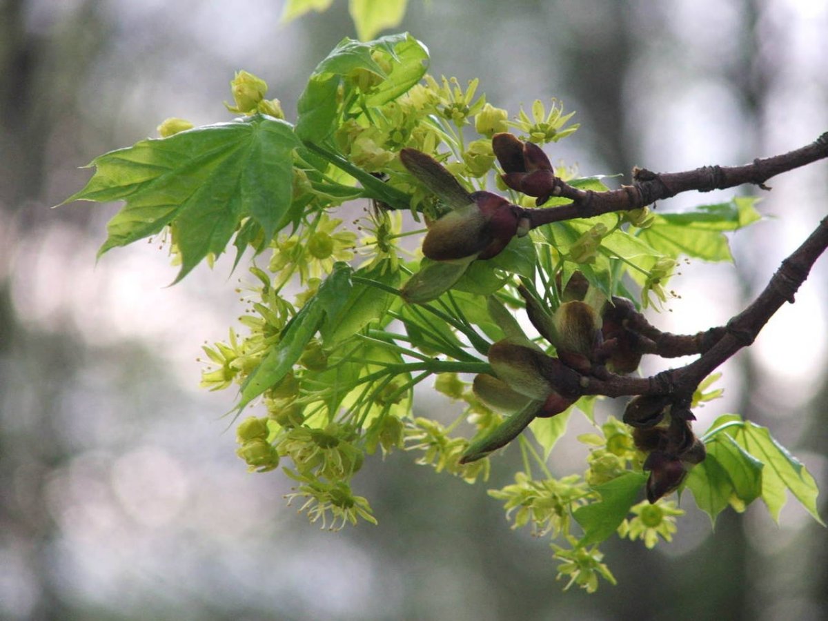 Цветущая Ива и Верба