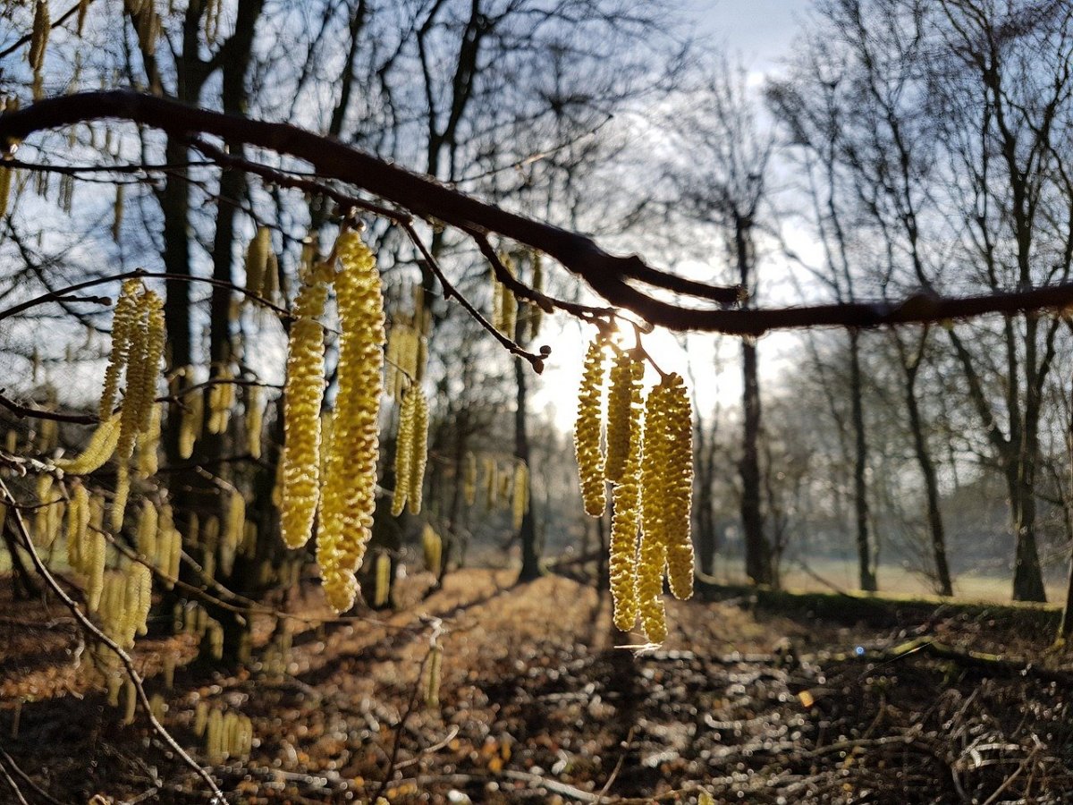 Сережки орешника