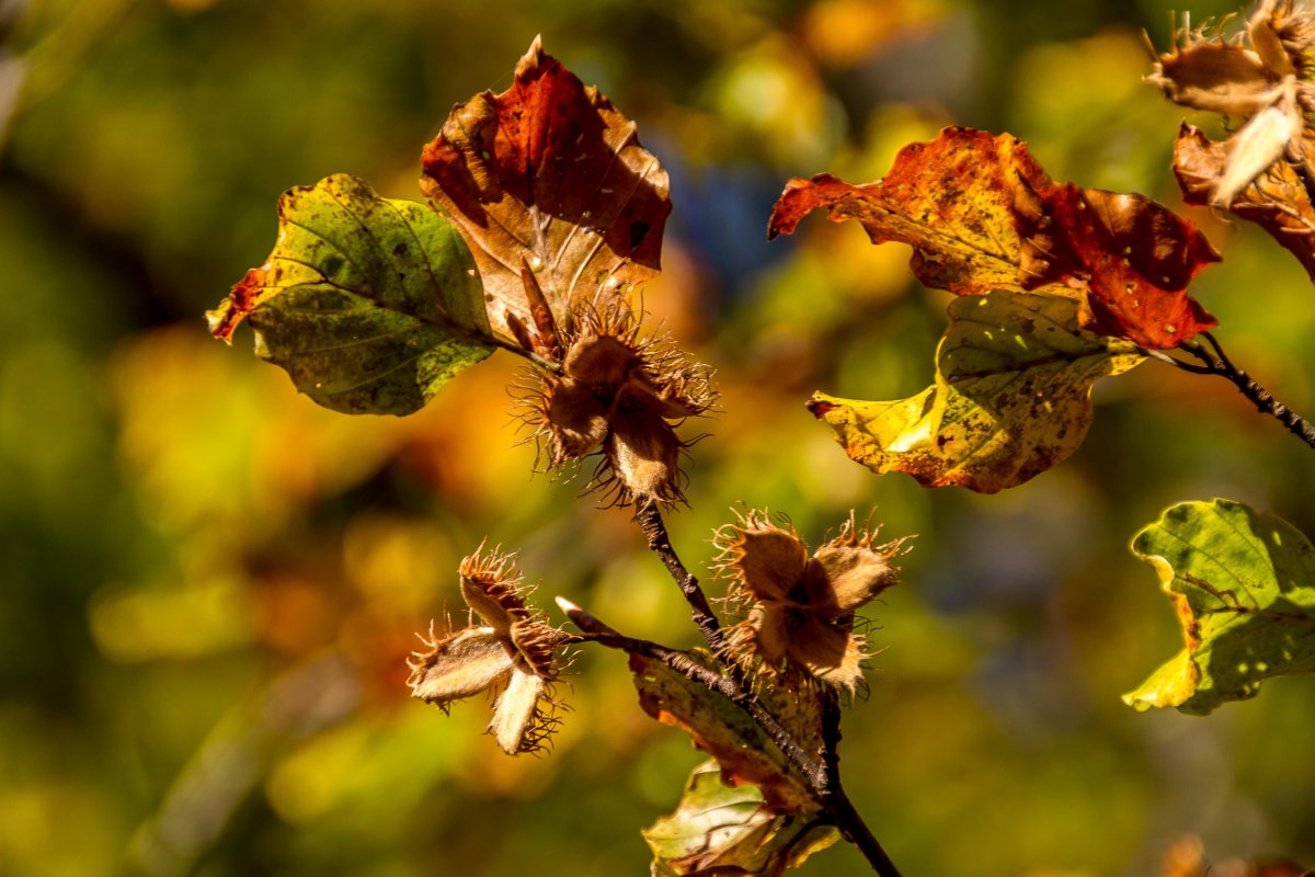 Биологическая Весна