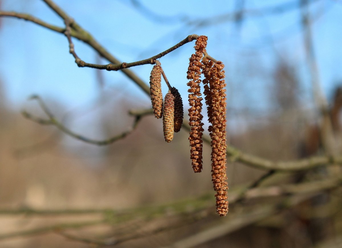 Лещина обыкновенная орешник
