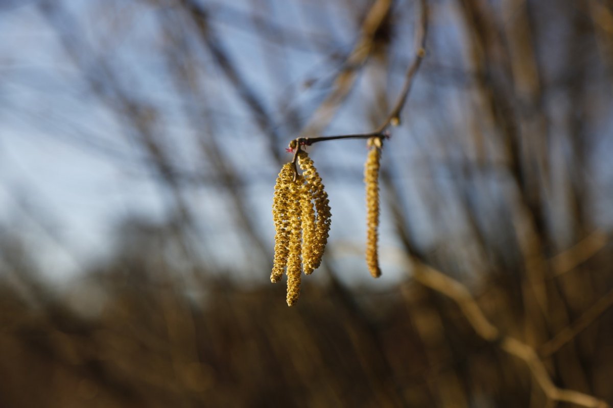 Лещина обыкновенная листья