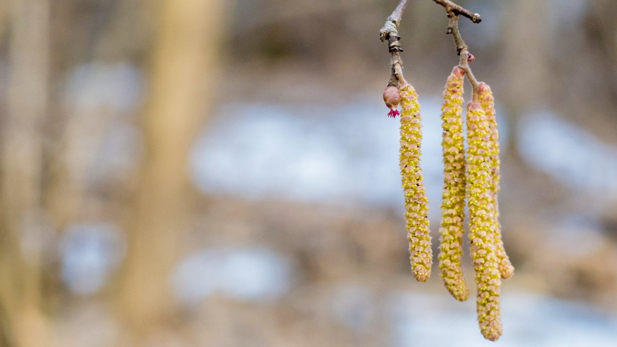Лещина обыкновенная соцветие