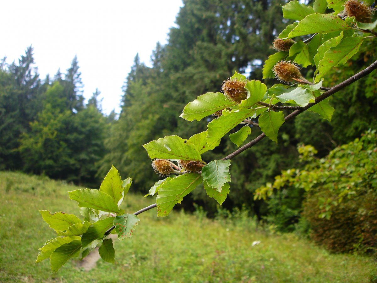 Ветка орешника зимой