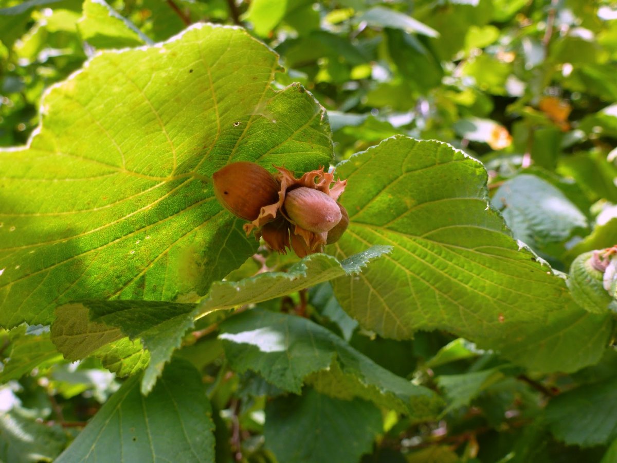 Первые листья на деревьях