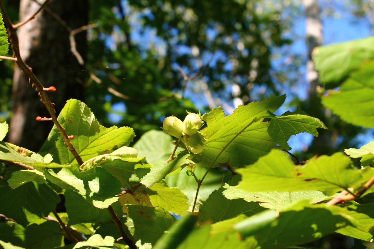 Лещина обыкновенная Атропурпуреа