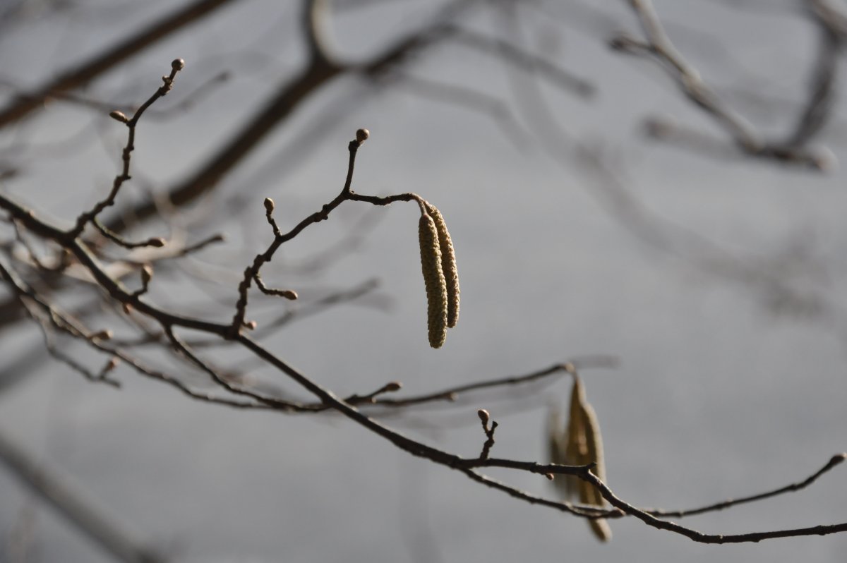 Корилопсис Колосистый