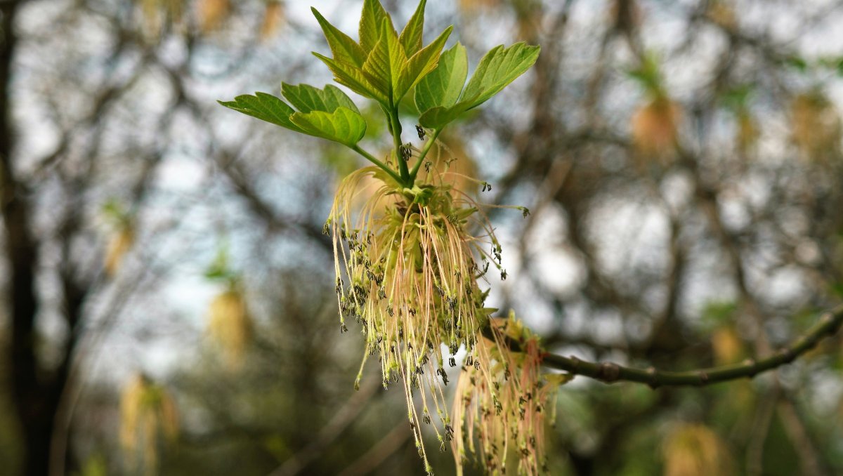 Серёжки на деревьях весной