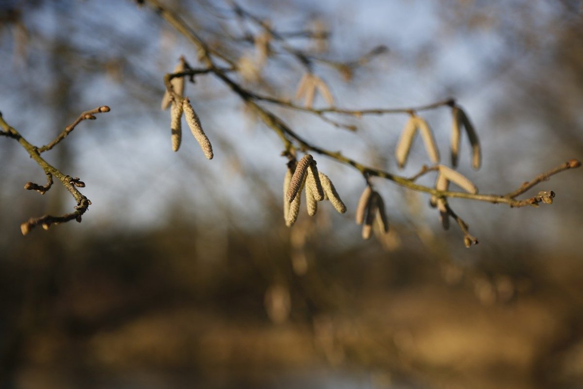 Какие деревья просыпаются первыми