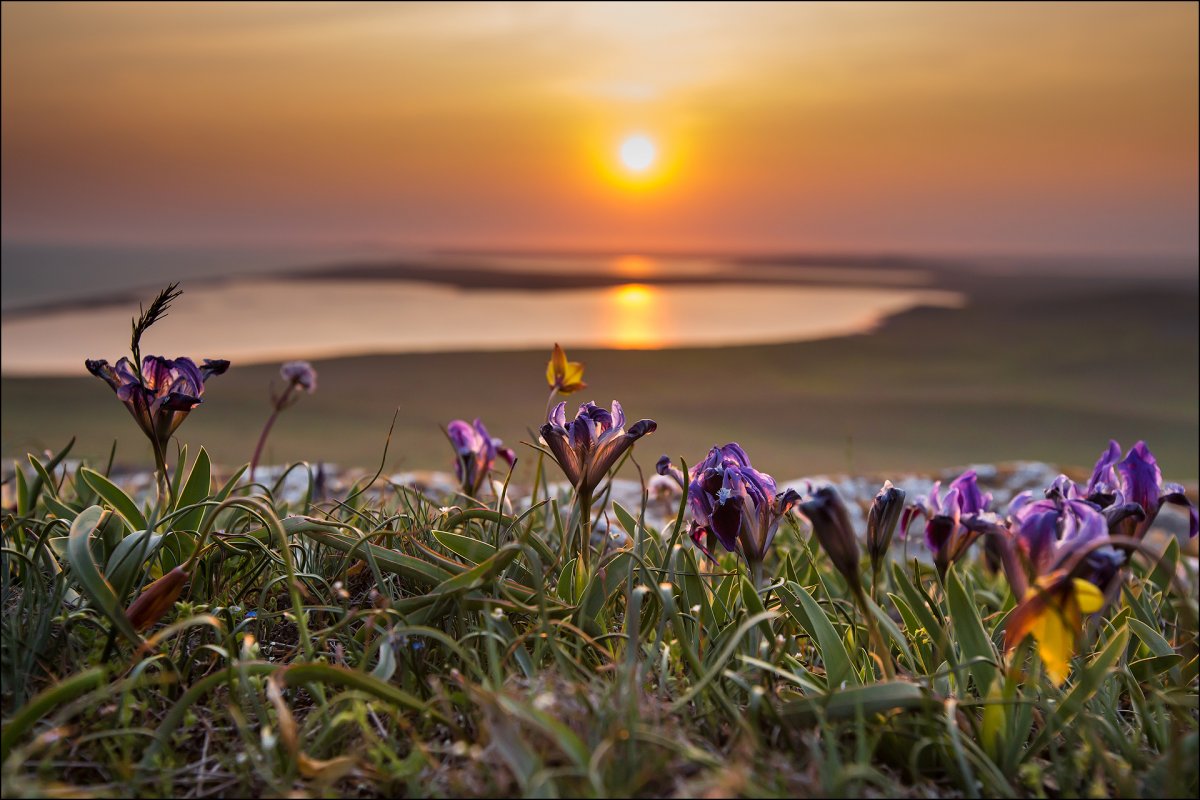 Опукский заповедник ирисы