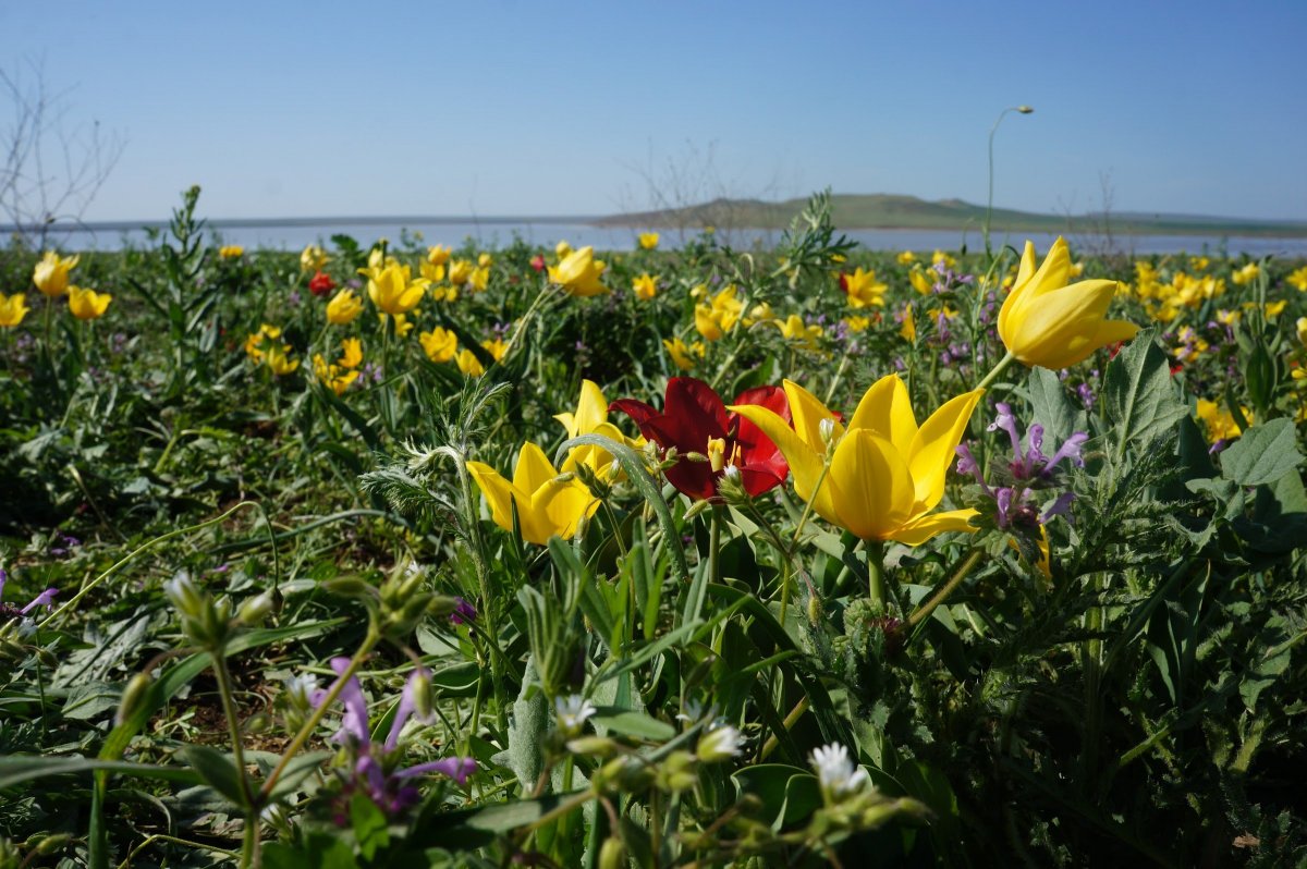 Дикий тюльпан Шренка