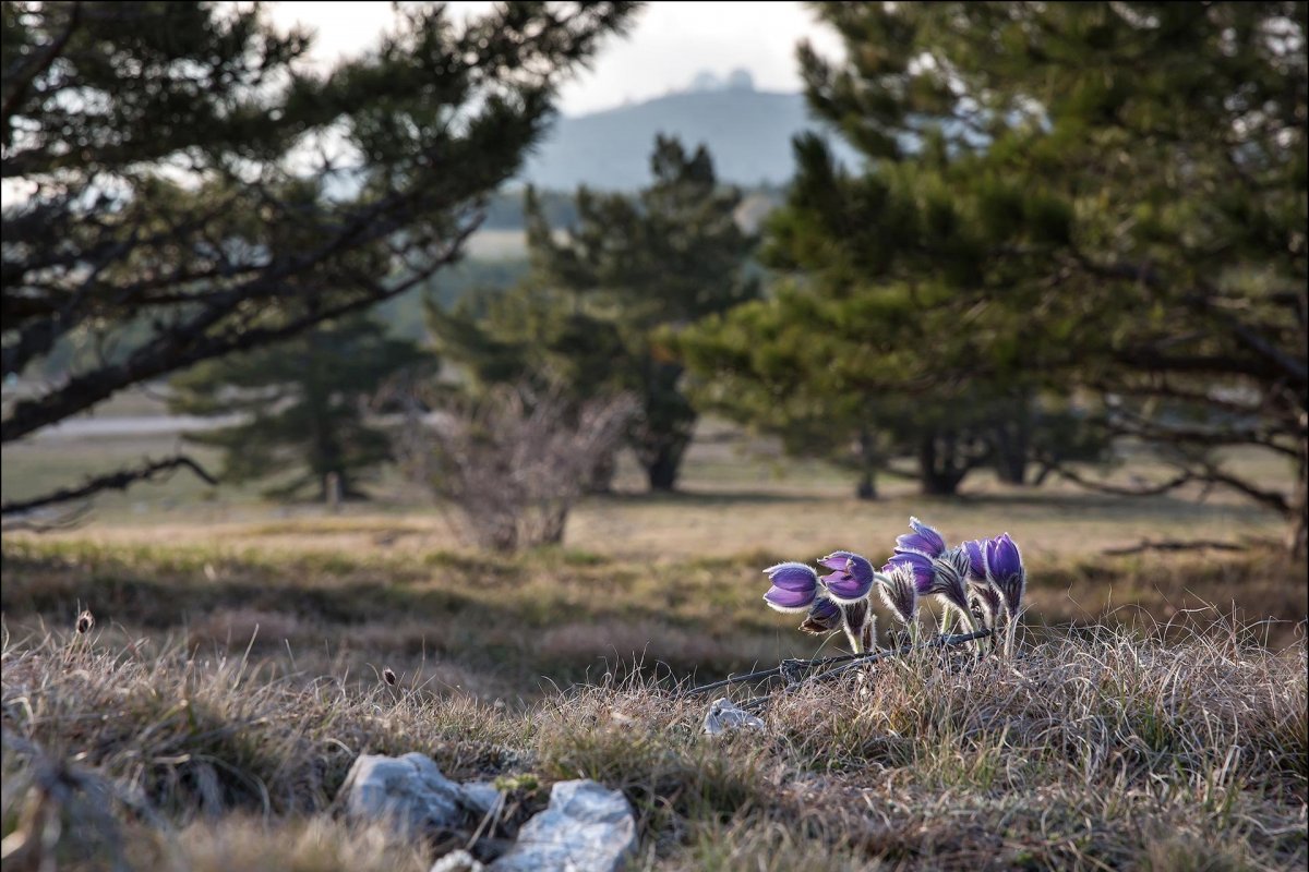 Первоцветы в Крыму на ай Петри