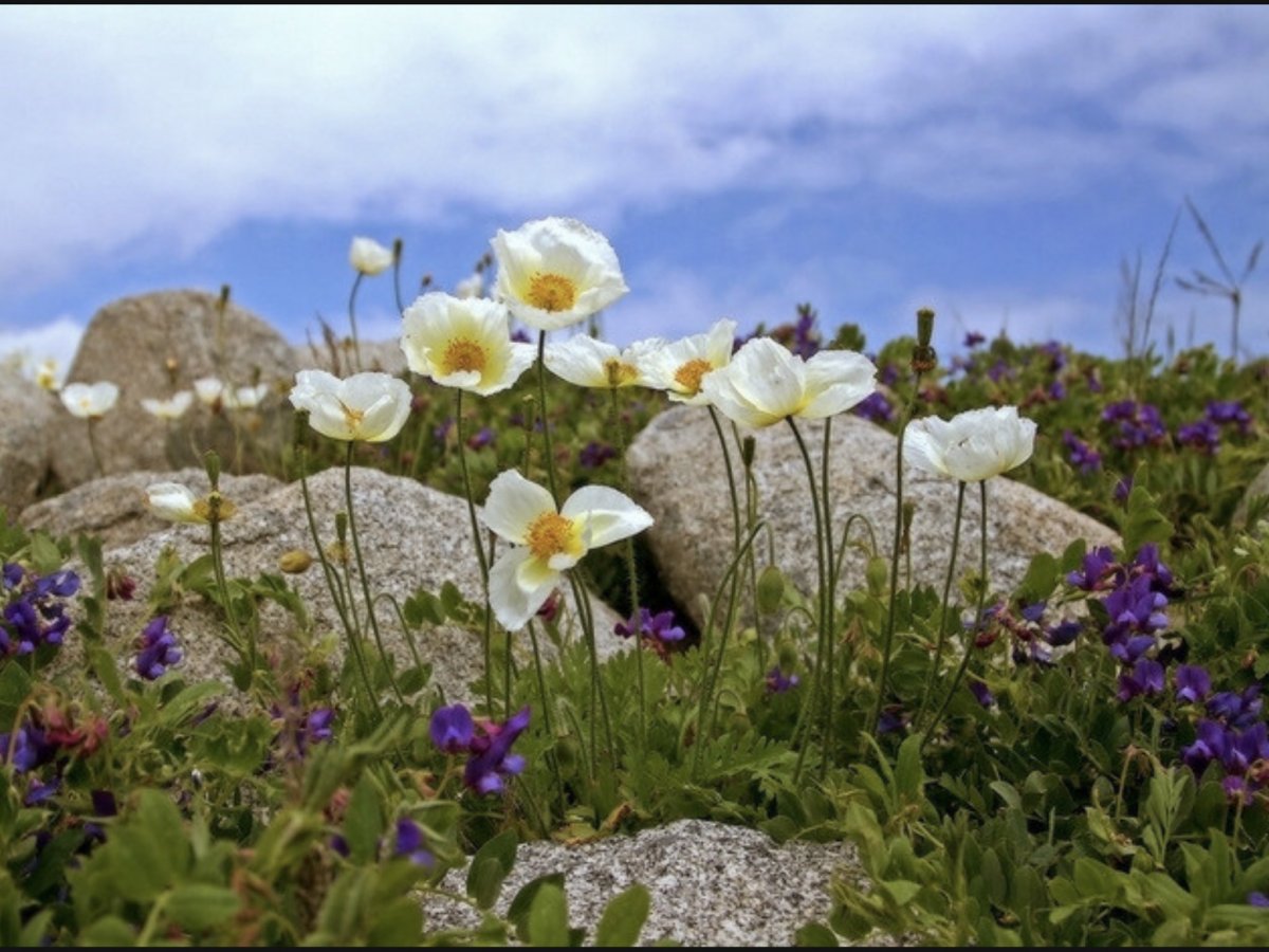 Полевые горные цветы