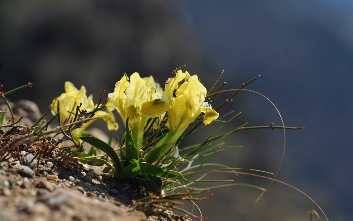 Первоцветы в Крымском заповеднике