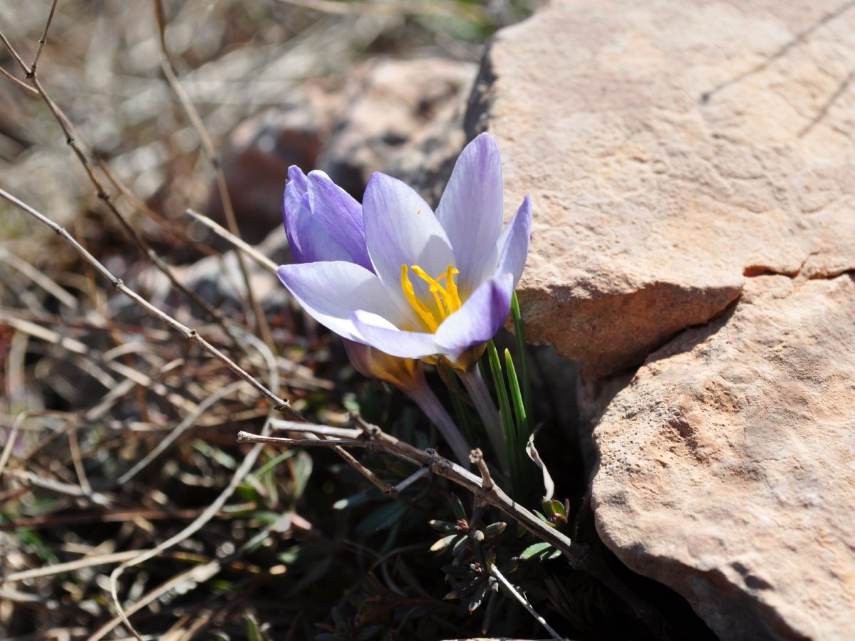 Подснежники в Калмыкии