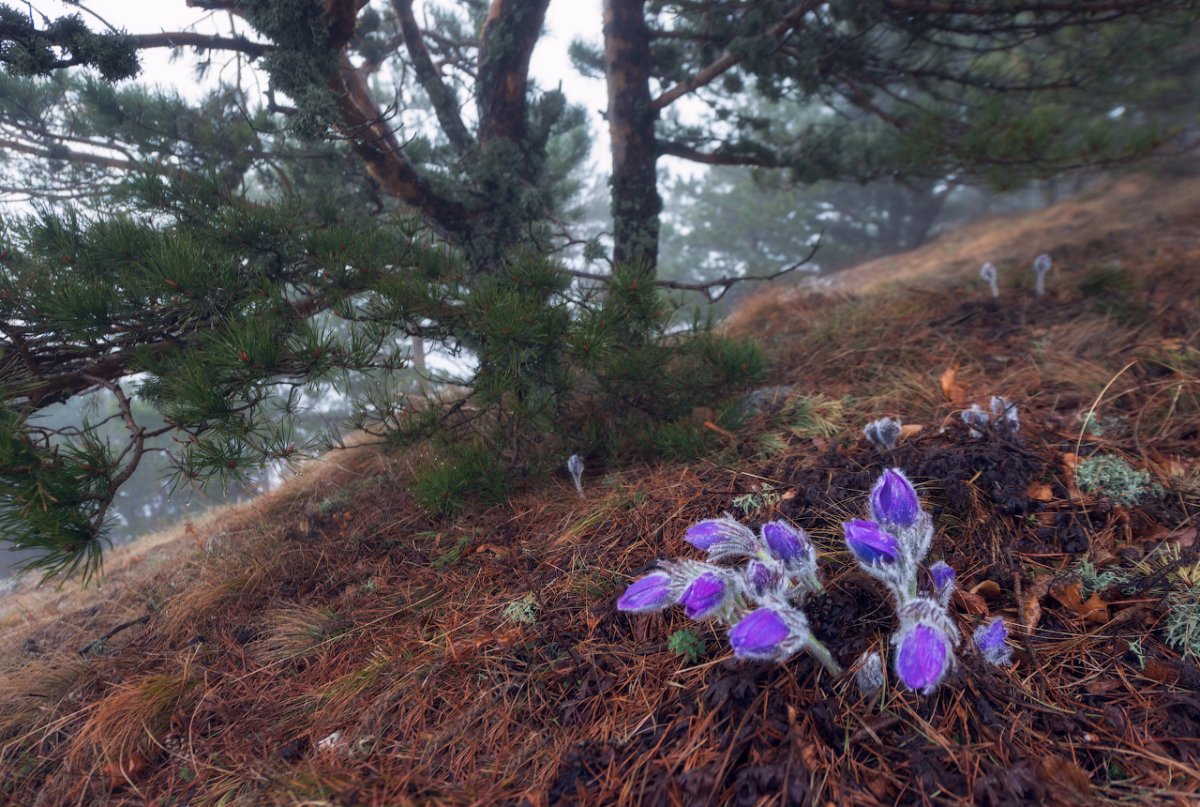 Первоцветы горного Крыма