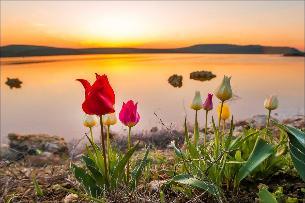Крымский тюльпан Шренка