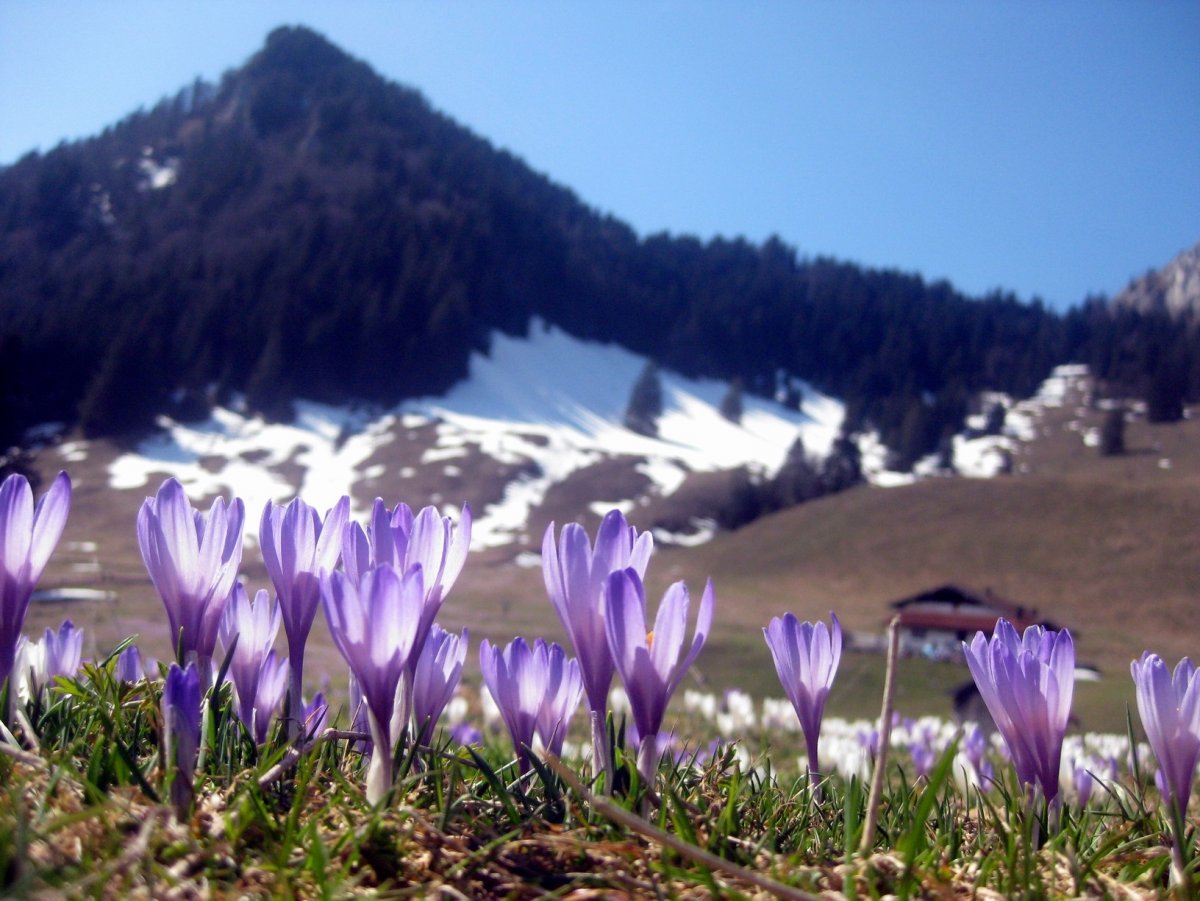 Долина крокусов Домбай
