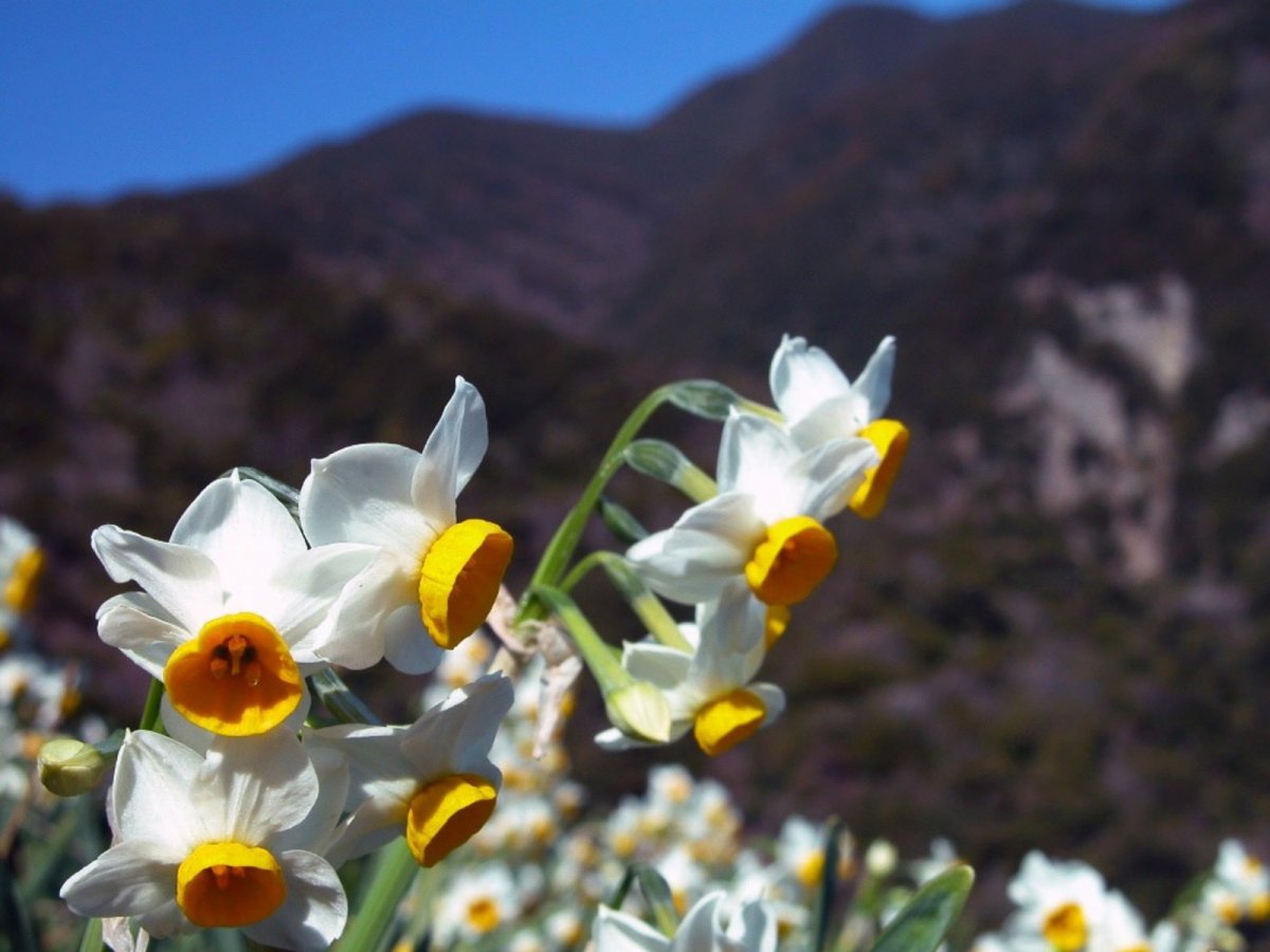 Горные нарциссы