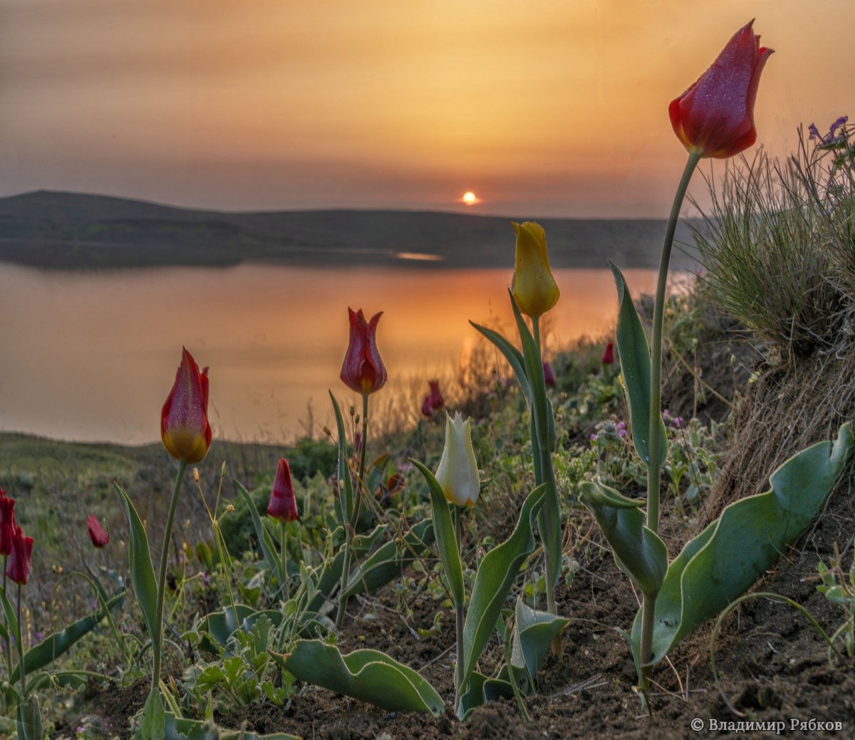 Людмила Ковалевская Севастополь