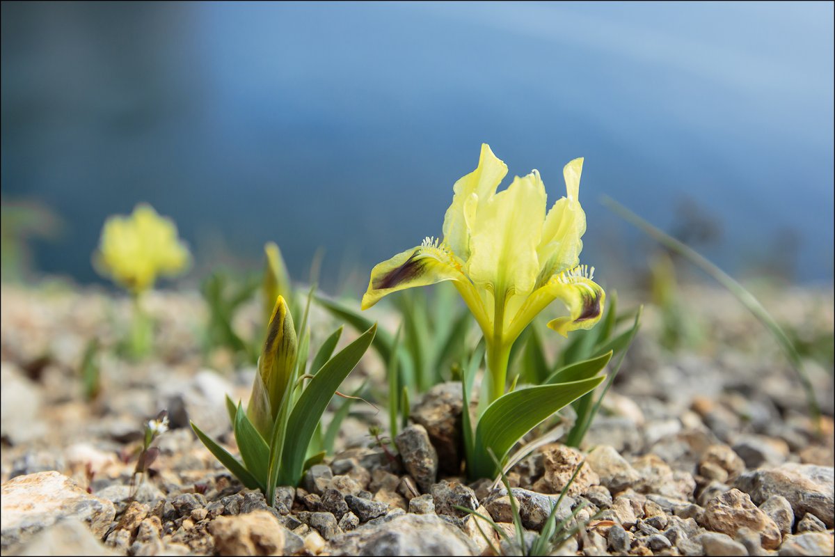Прострел Крымский сон-трава
