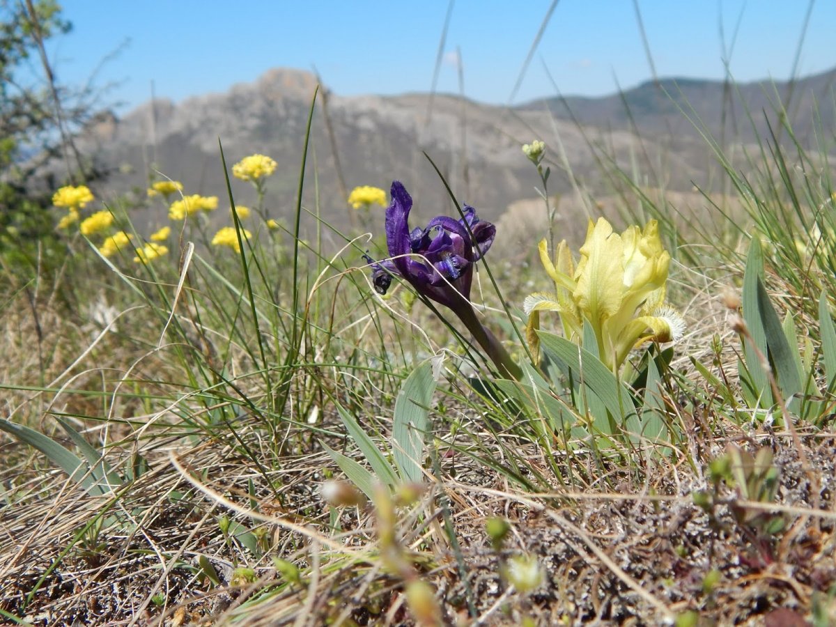 Фотообои на рабочий стол Весна цикламены