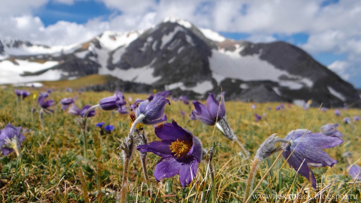 Республика Адыгея горные цветы